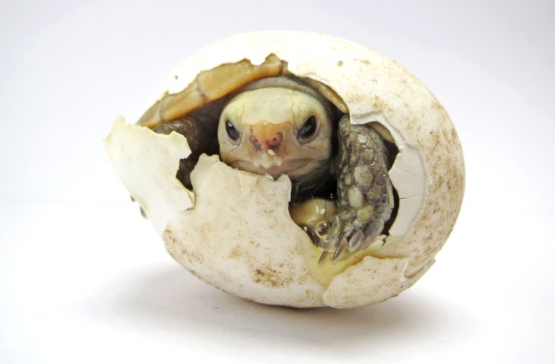 A close-up view of a baby tortoise.