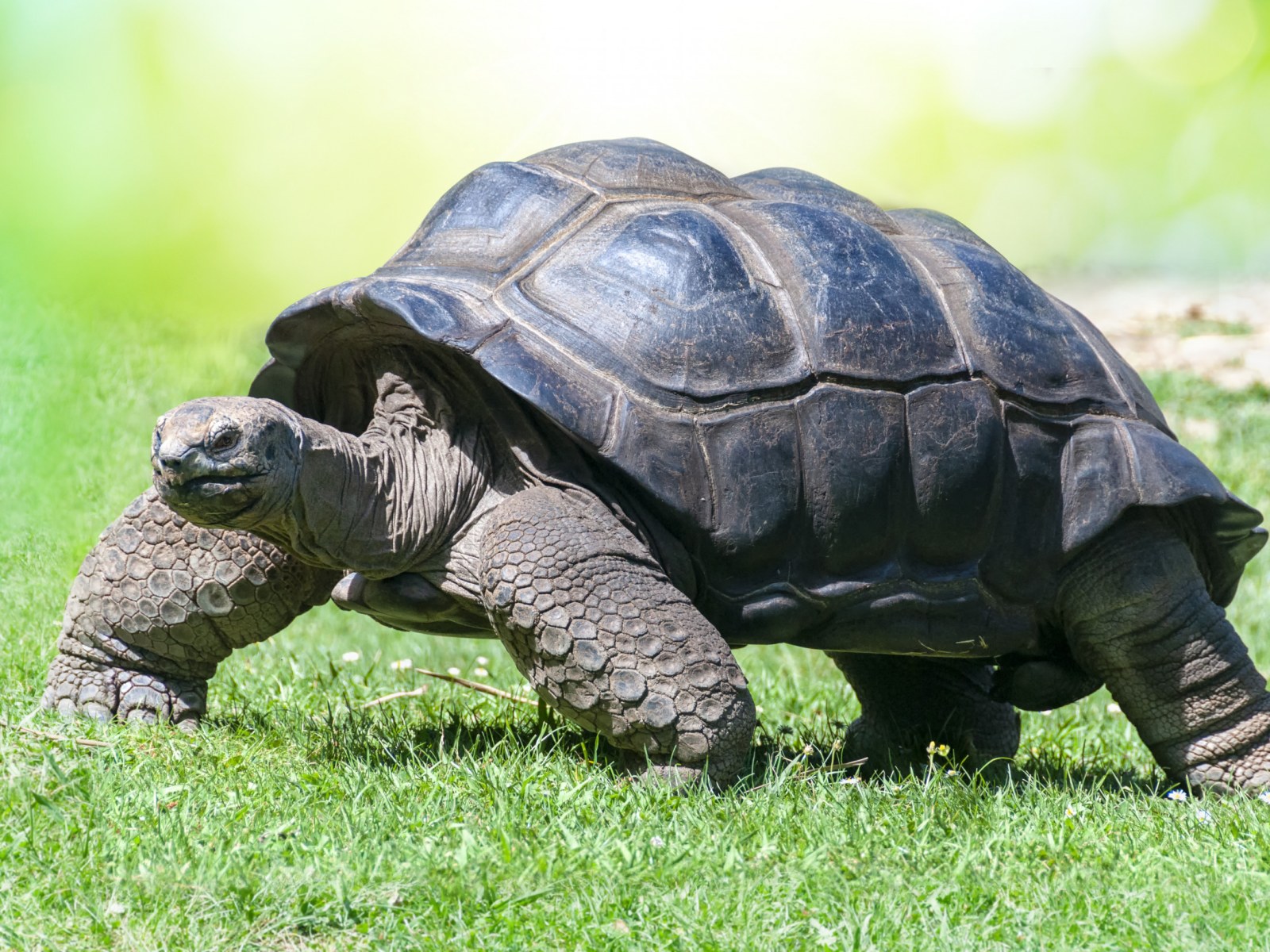 Ten Interesting Facts About Tortoises, From Swimming to Hibernation