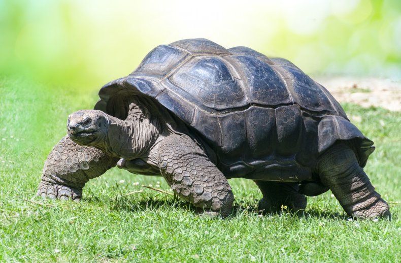 An Aldabra tortoise seen on grass.
