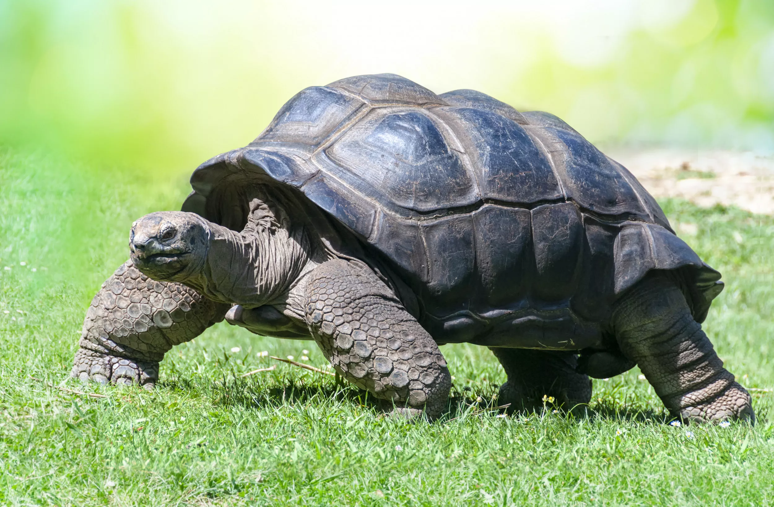 Ten Interesting Facts About Tortoises, From Swimming to Hibernation - Vimarsana News