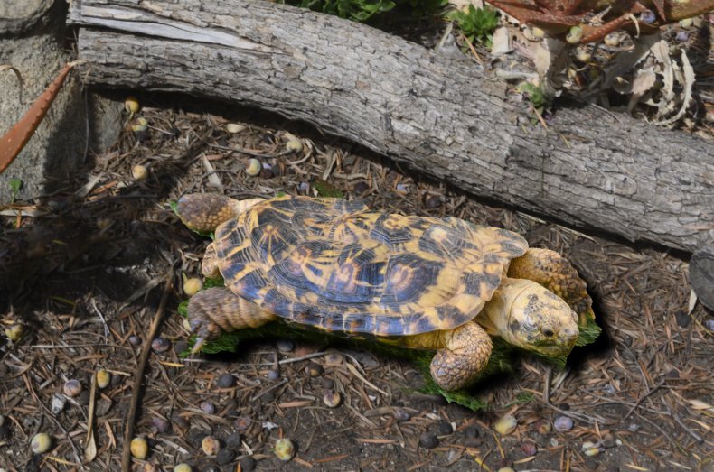 The African pancake tortoise.