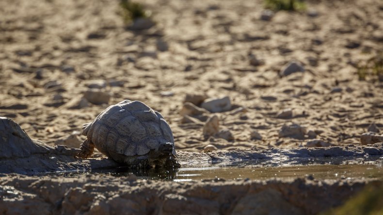 A leopard tortoise drinking from a waterhole.