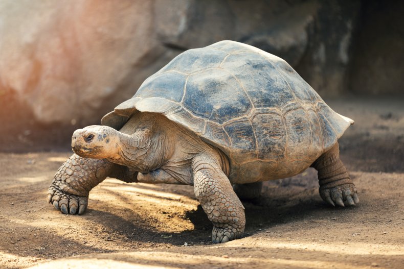 A close-up view of a Galápagos tortoise.