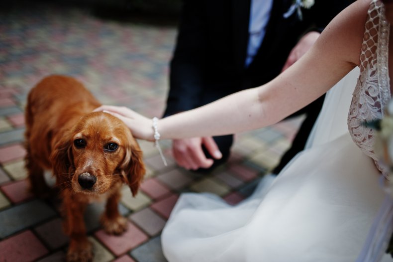 A golden retriever at a wedding.