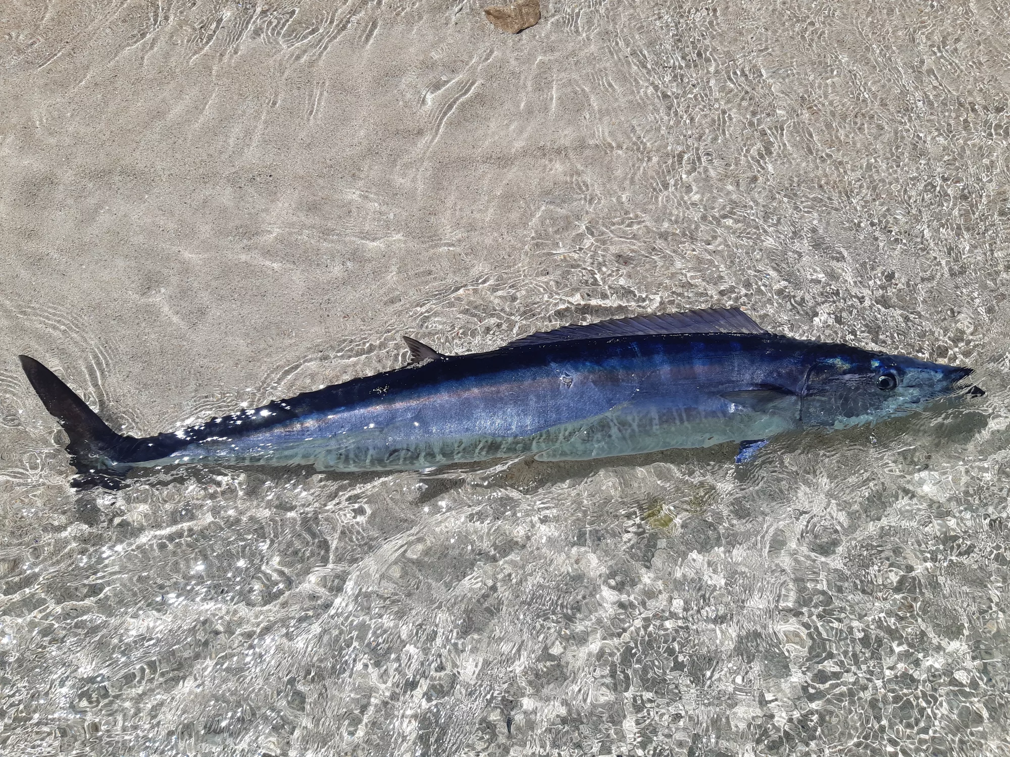 Huge Wahoo Caught off South Carolina After Hour-Long Battle With Fishermen - Vimarsana News