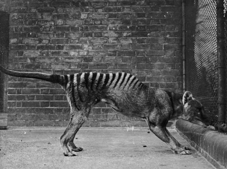 Stock image of Thylacine in captivity