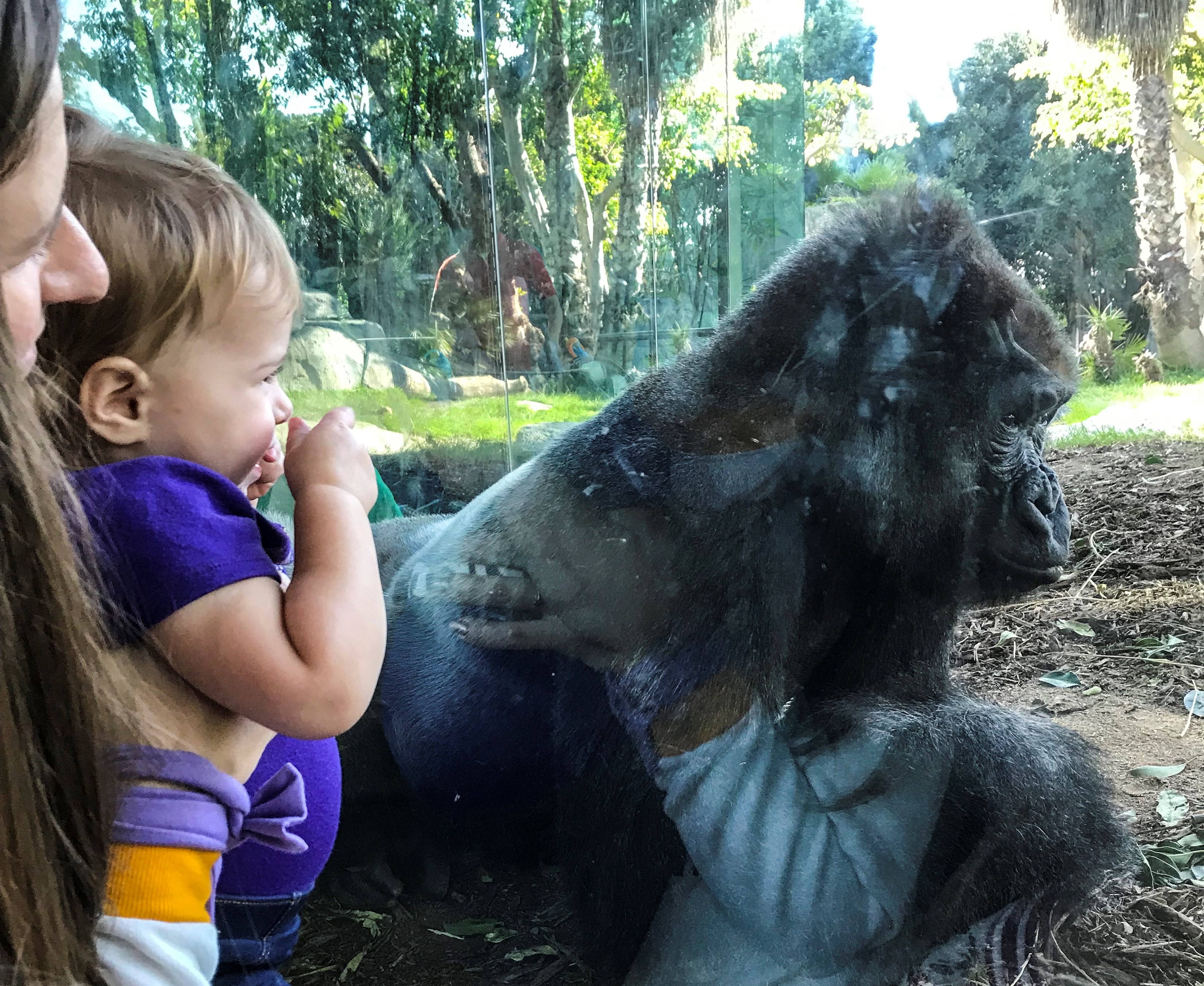 The keeper nuzzles with eight-weeks-old gorilla baby 'Mary Two' at