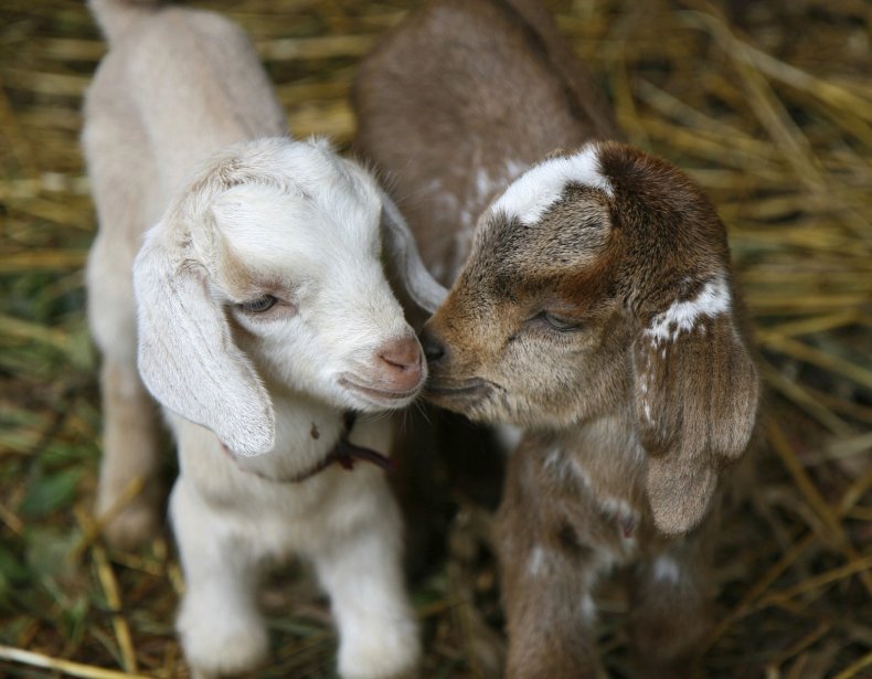 Goats