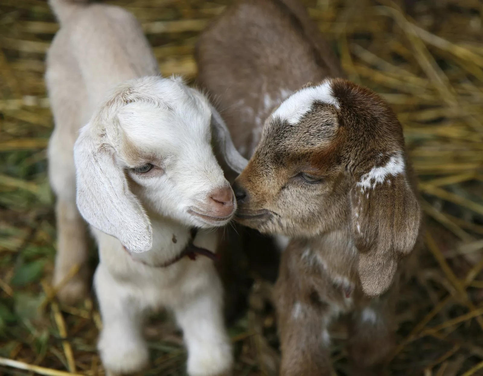 Ukraine's Kyiv Zoo Welcomes Baby Goats: 'Nature Does Not Stop' - Vimarsana News