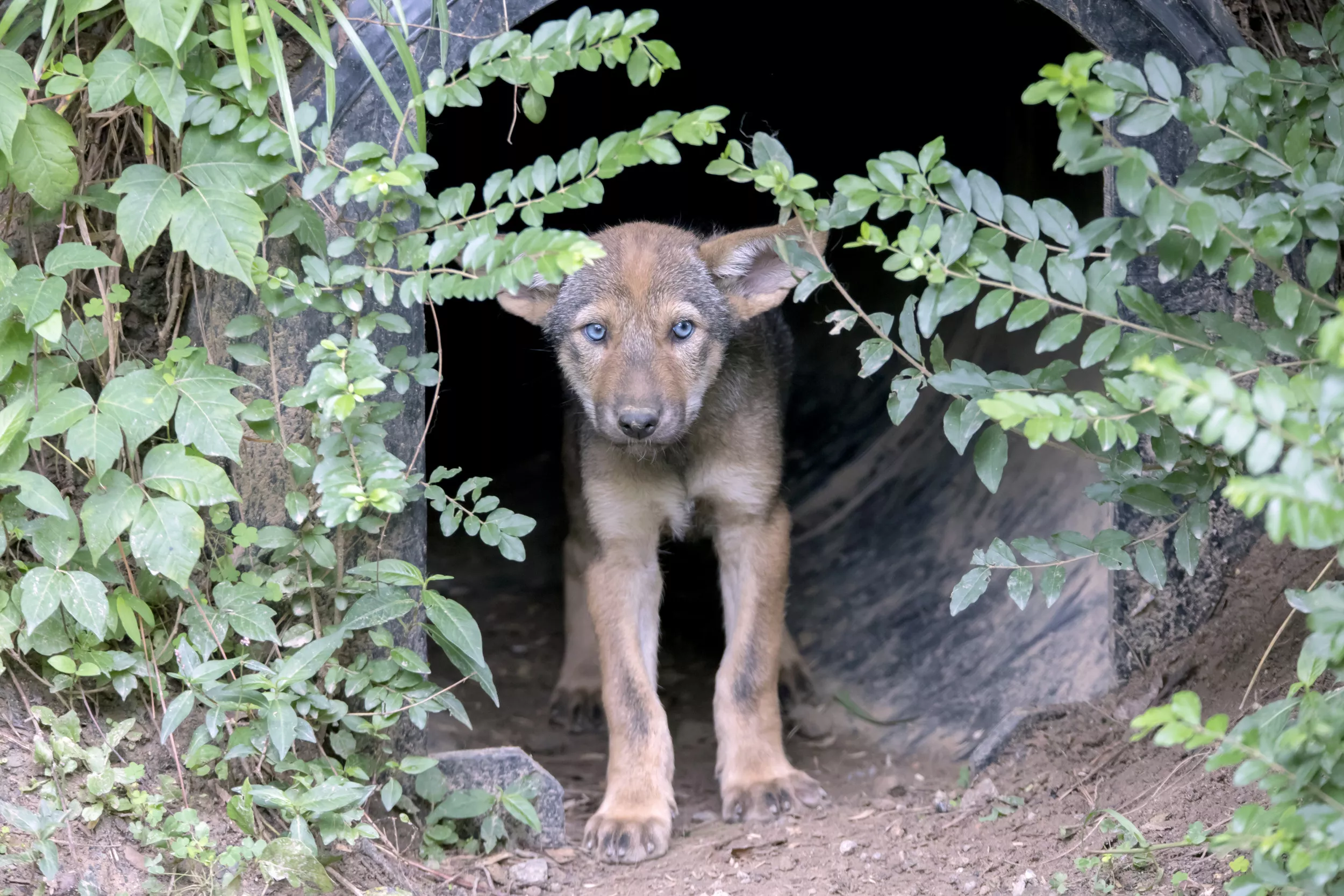 Lion, Monkeys and Red Wolves Escape Kharkiv Zoo After Heavy Shelling - Vimarsana News