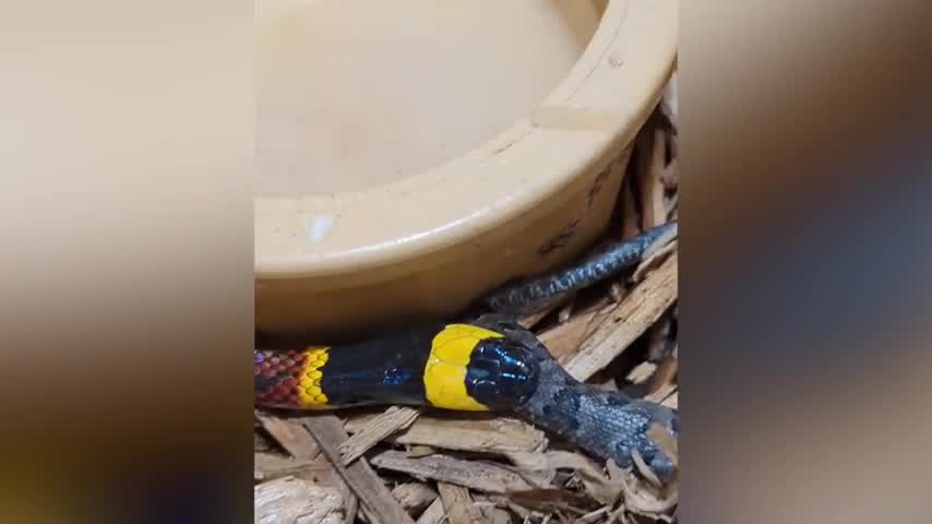 Eastern Coral Snake Eating