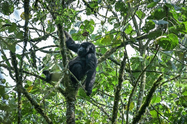 Gorilla
