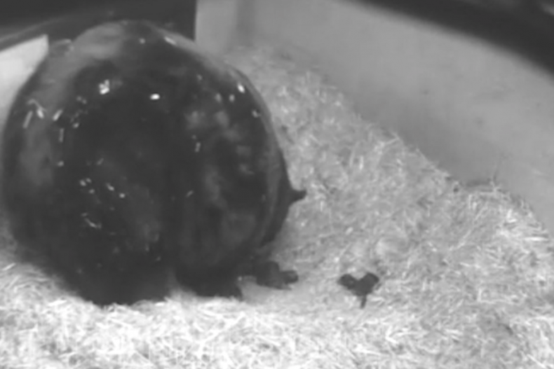 Screenshot of black bear mother with cubs