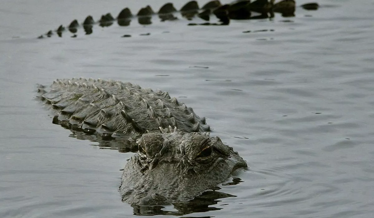 Massive Alligator Caught On Hidden Camera Chowing Down On Animal Carcass - Vimarsana News