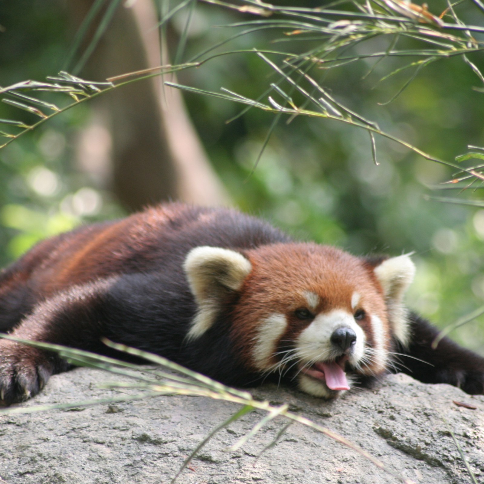 Resurfaced Clip Of Red Panda S Reaction To A Stone Has Internet In Stitches Resurfaced Clip Of Red Panda S Reaction To A Stone Has Internet In Stitches