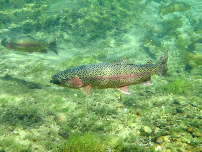 Rainbow trout