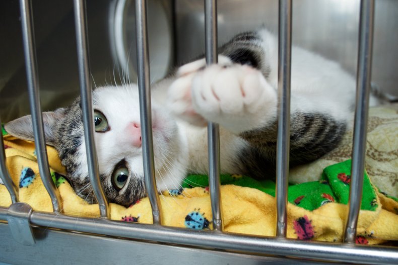 Stock image of a cat in cage