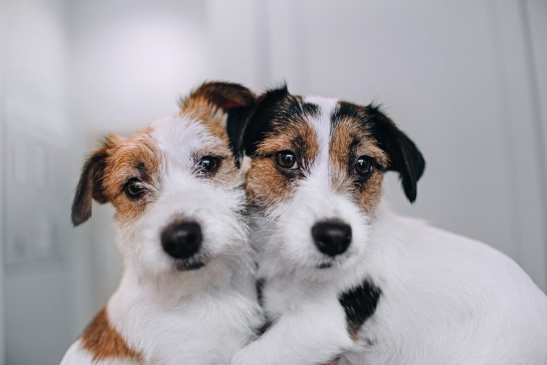 A pair of Jack Russell Terrier dogs.