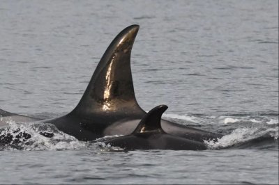 Orca Orca