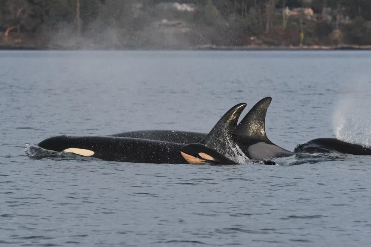 Imágenes Adorables Muestran A Una Orca Bebé En Peligro De Extinción ...