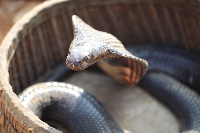 Stock image of a cobra
