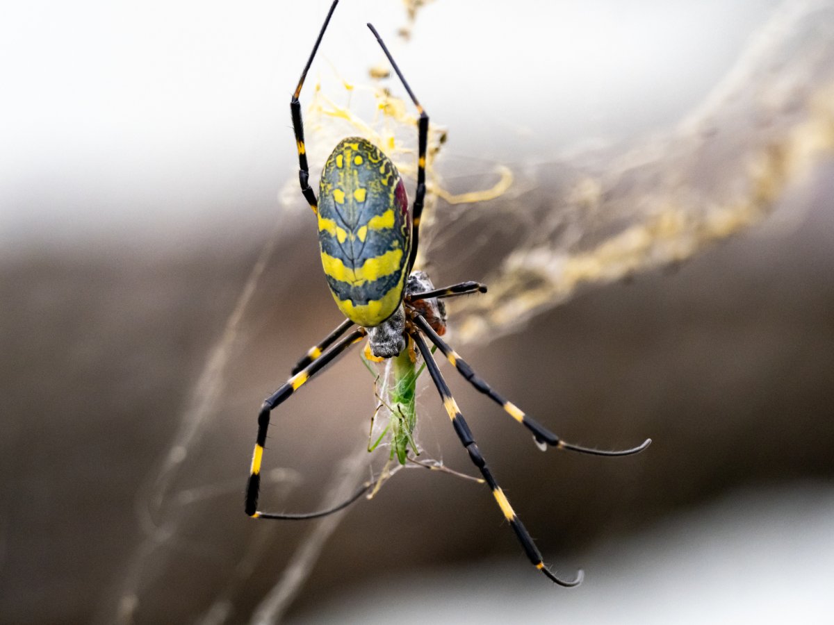 Stock image of a joro spider