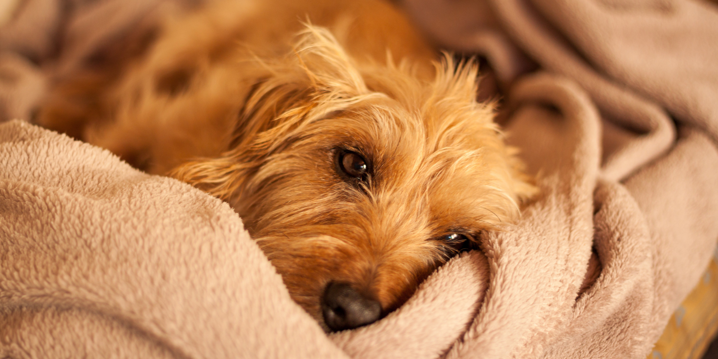 'Grieving' Dog Refuses to Move From Usual Spot As It Mourns Late Owner