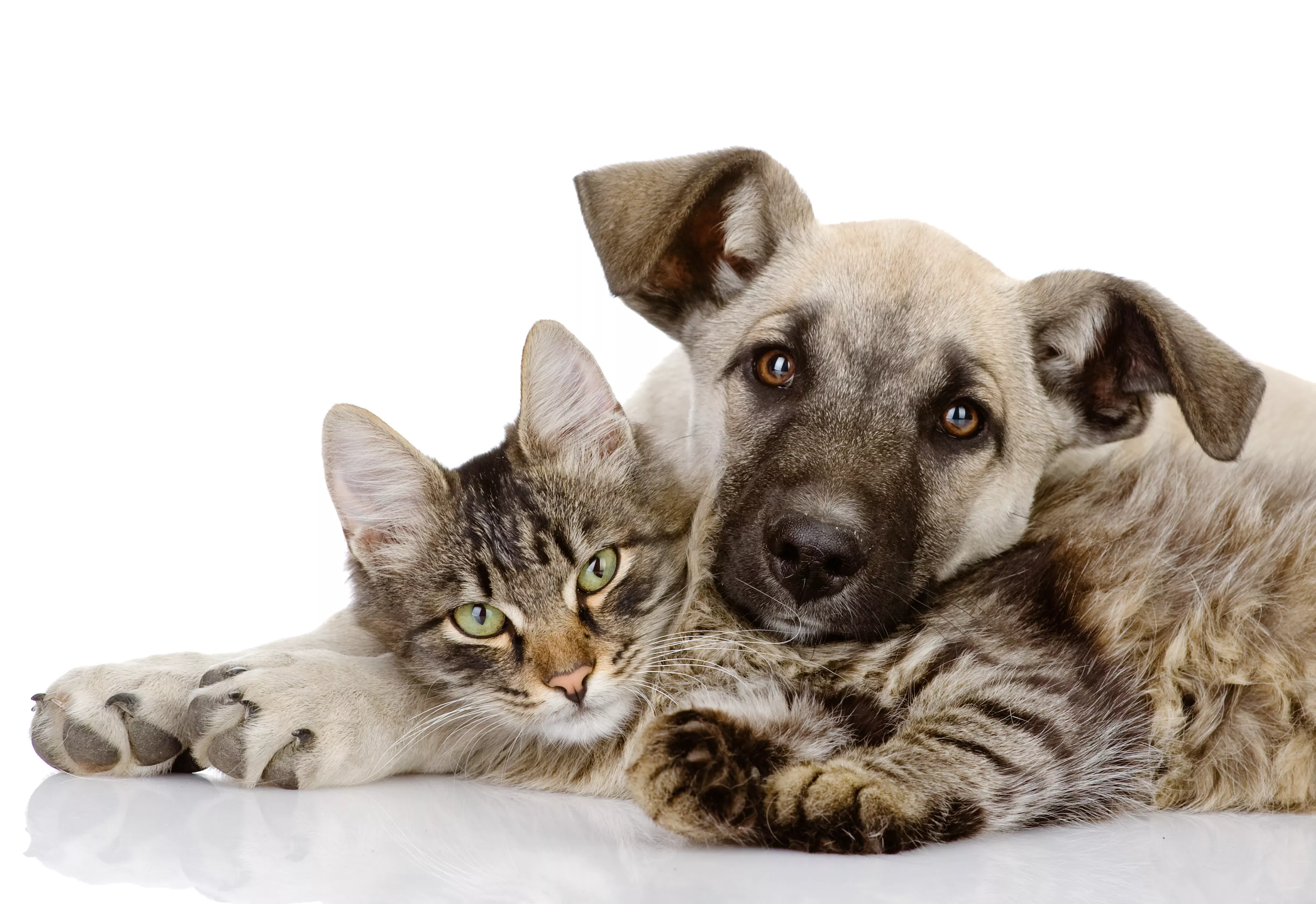 'Thinks He's Still a Kitten': Cat Curling Up on Napping Dog Charms Internet - Vimarsana News