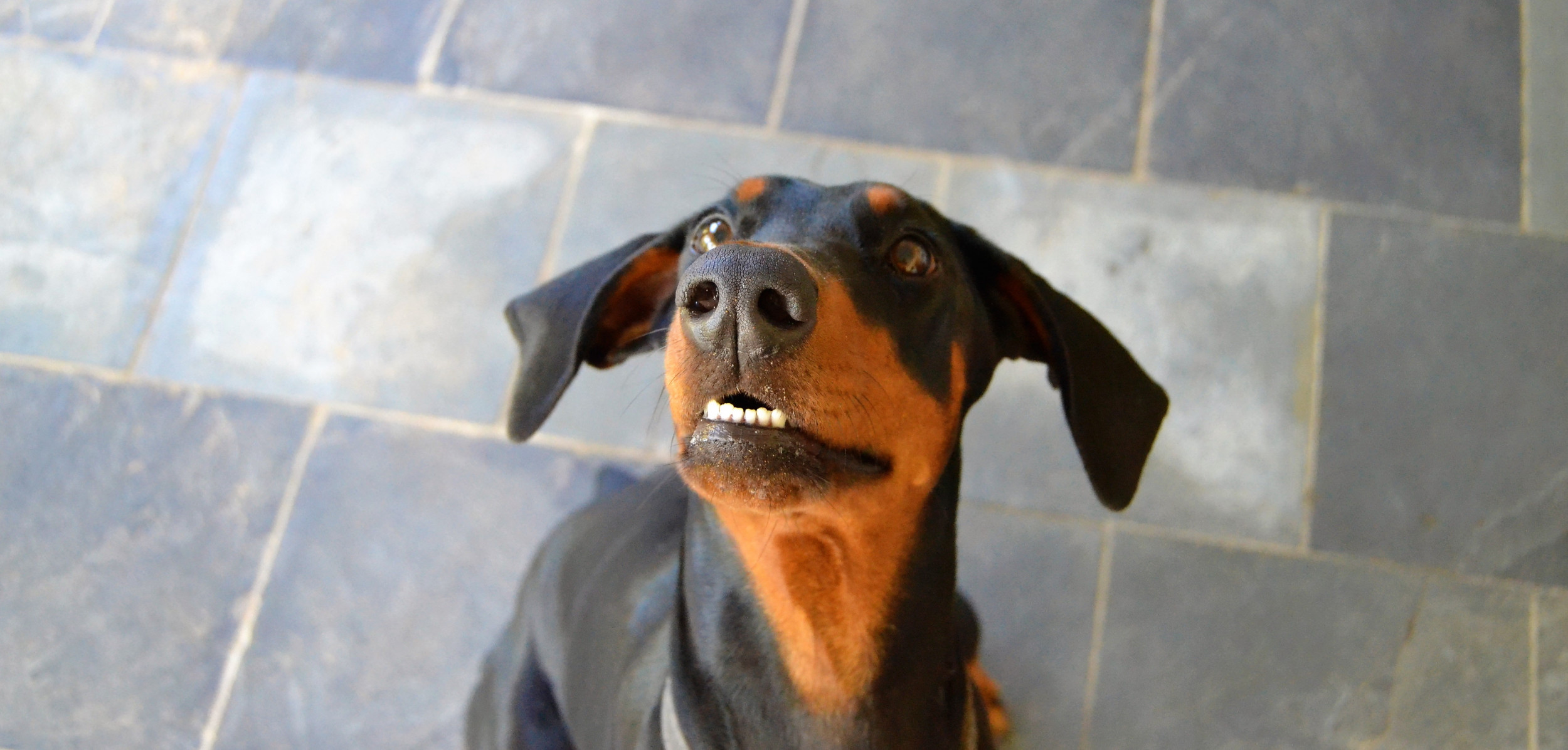 Needy Doberman Demanding Kisses Delights the Internet
