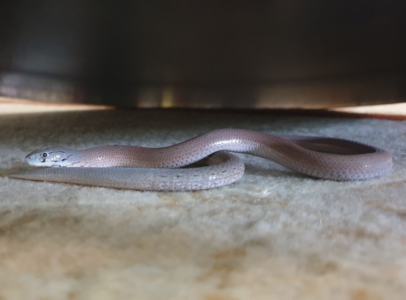 Legless lizard