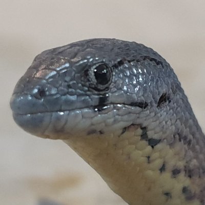 Legless lizard Legless lizard