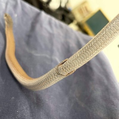Legless lizard Legless lizard