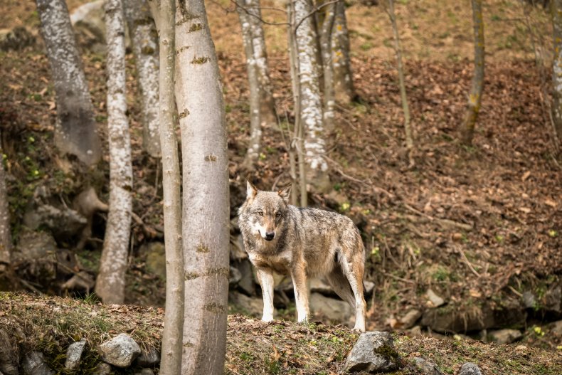 Stock image of gray wolf in Italy