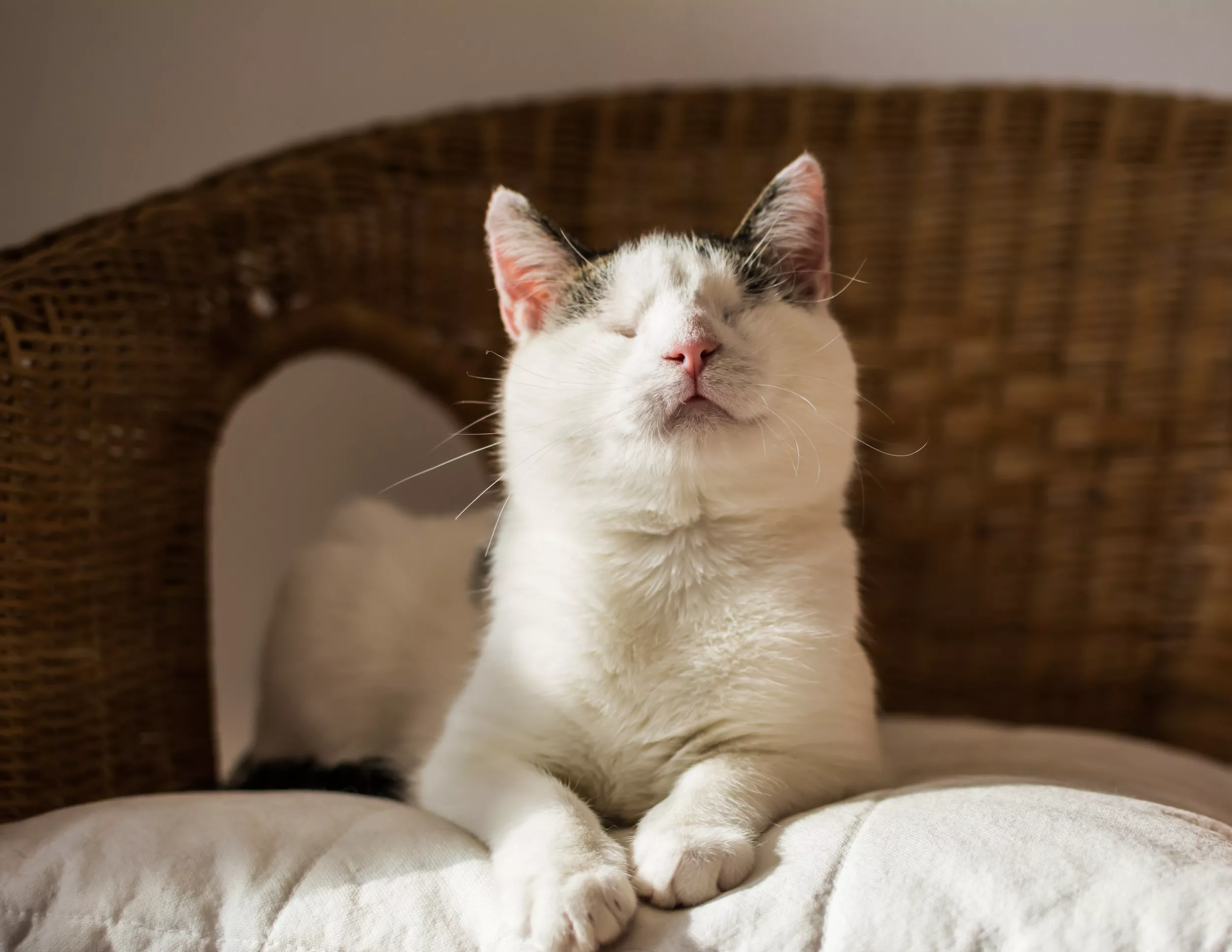 Blind Cat Meowing for Friends Melts Hearts Online - Vimarsana News