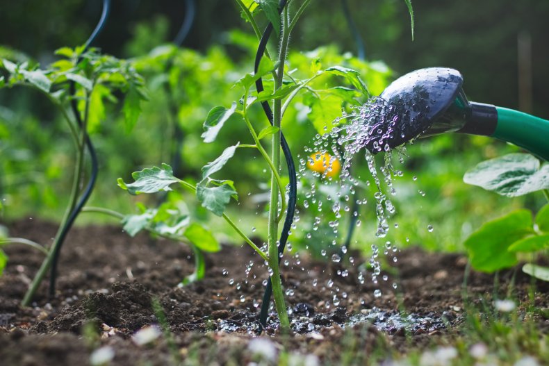 A young tomato plant being watered.