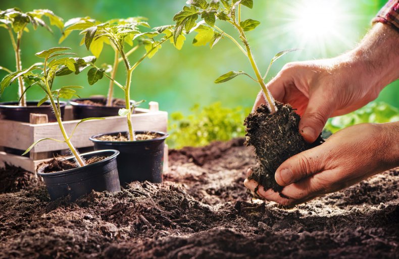 Tomato seedlings being planted in a garden.