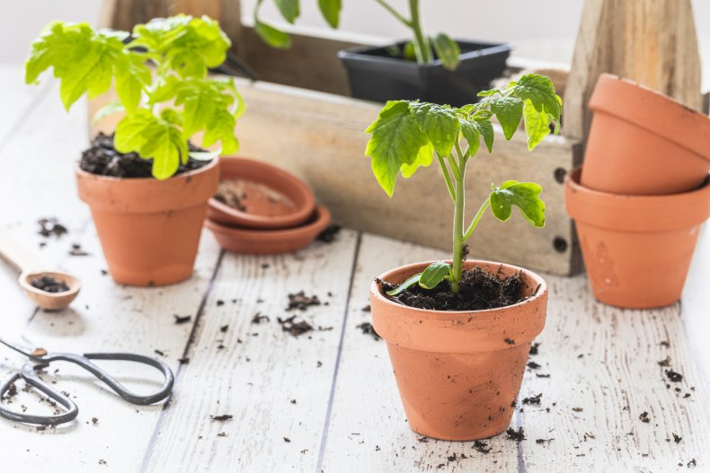 Tomato seedlings seen in terracotta pots indoors. 