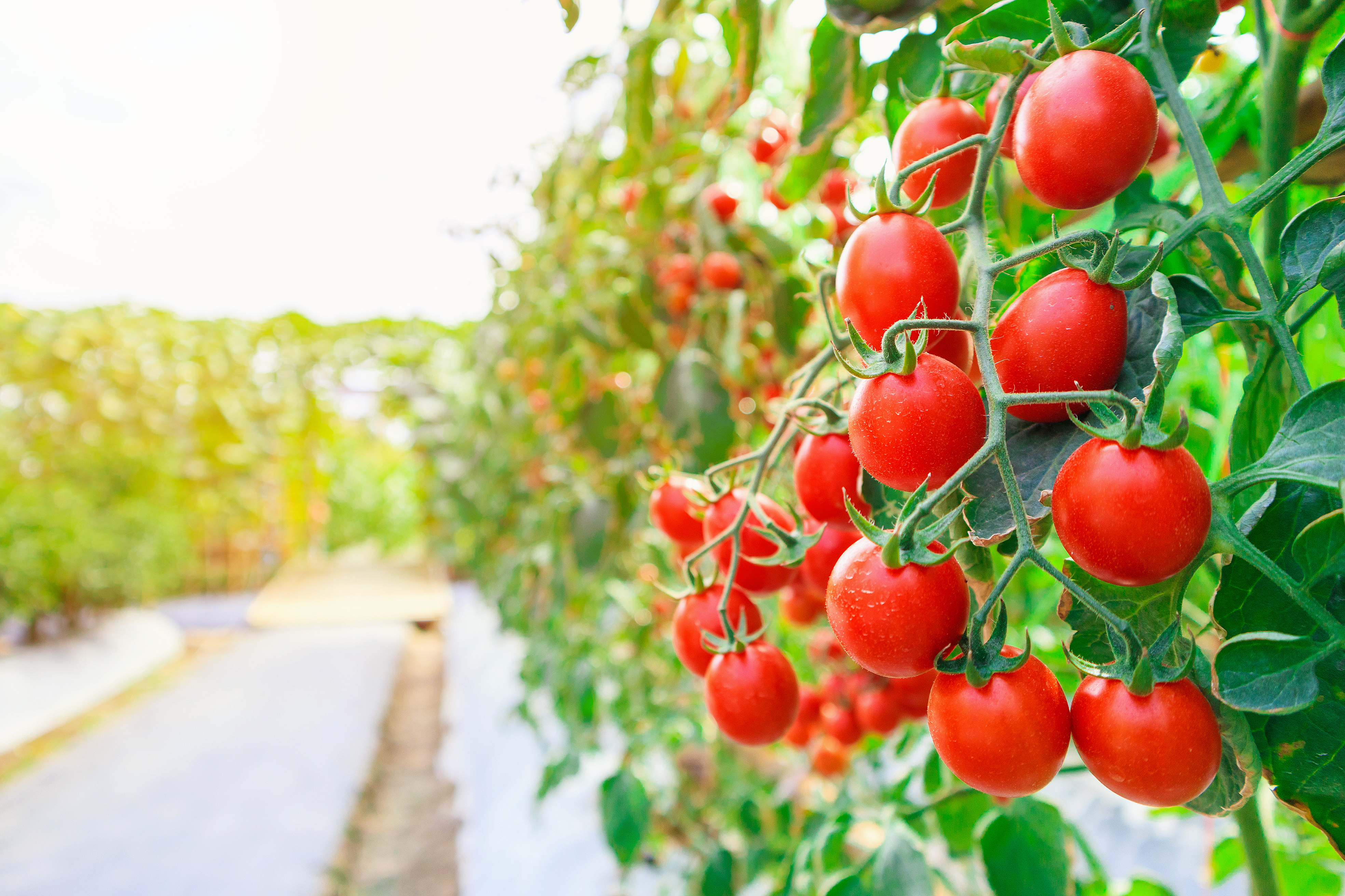 When to Plant Tomatoes for the Perfect Crop