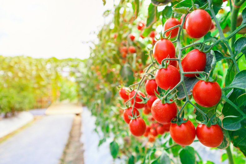 Tomato plants seen in a garden outdoors.