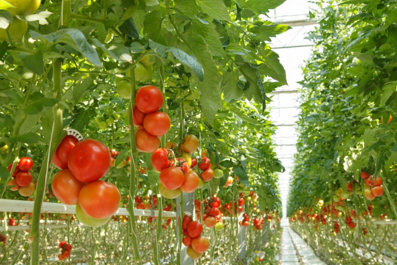 Tomato plants inside a greenhouse.