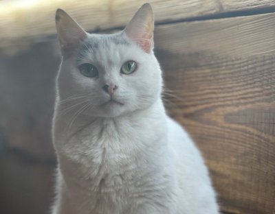 Cat cafe Cat cafe
