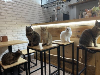 Cat cafe 