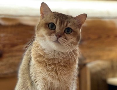 Cat cafe Cat cafe