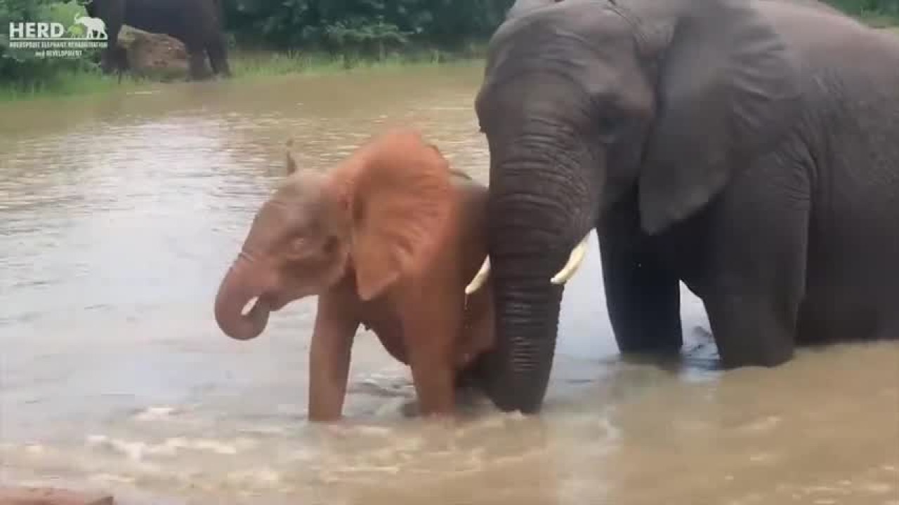 Orphaned Albino Elephant Calf Swims With Adopted Family in Adorable Video - Newsweek