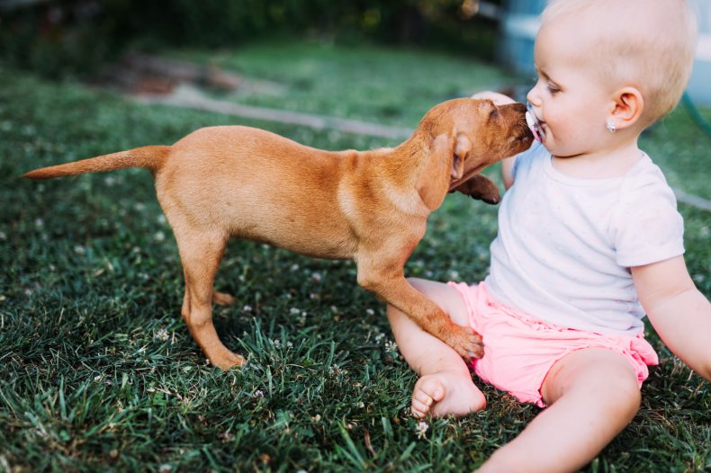 A baby being kissed by a puppy.