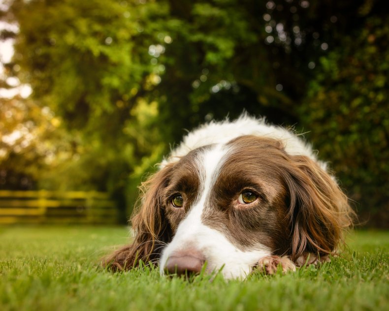 Stock image of a spaniel