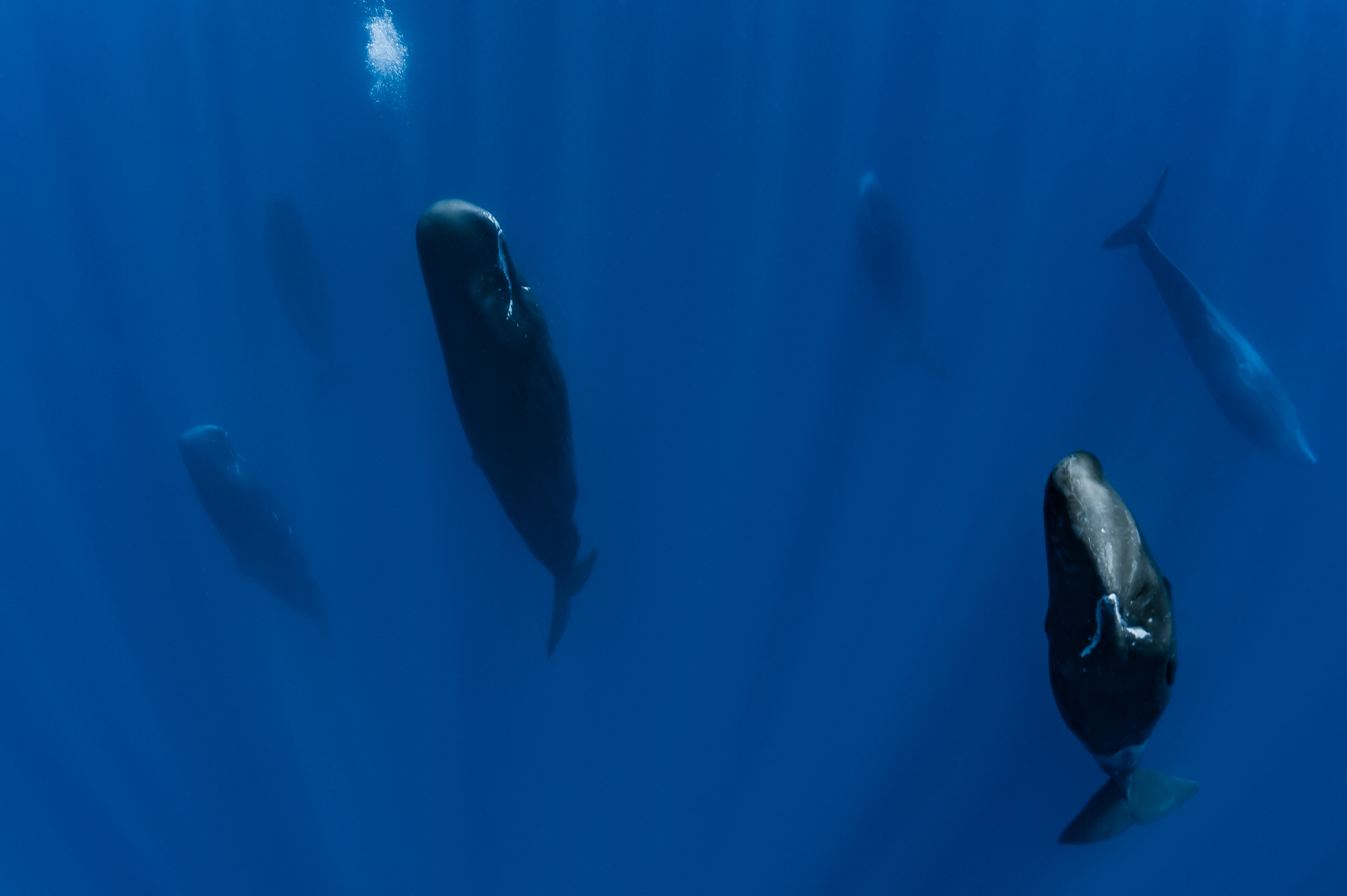 How Do Whales Sleep? - Newsweek