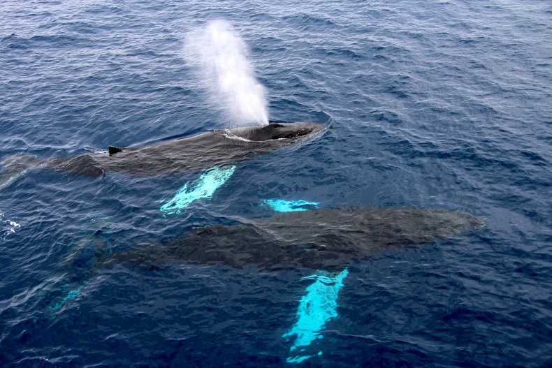 Whale