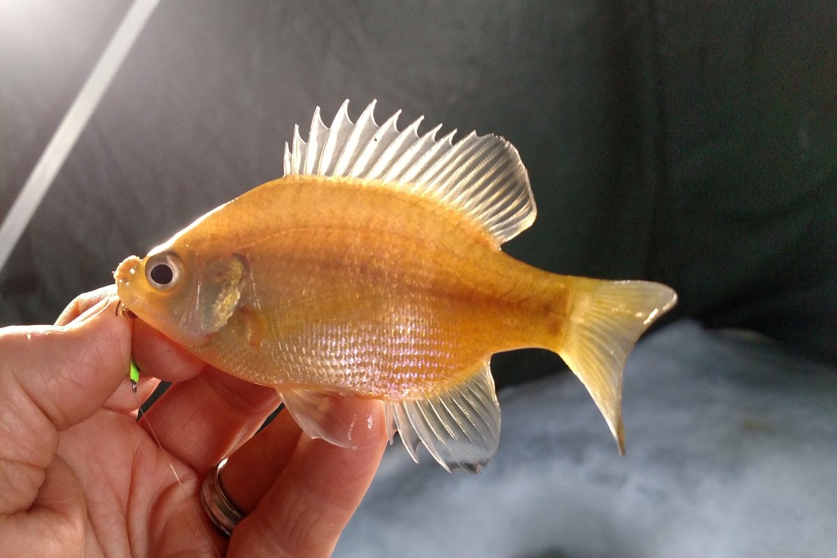 Man Catches Rare Golden Fish Whose Unusual Color Is Caused by Mutation
