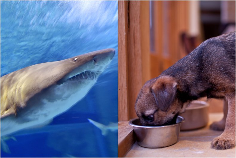 Composite Image Shows Shark and Puppy
